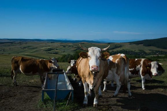 Sokkal kevesebb tejet importált Románia az idei első negyedévben, mint korábban