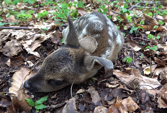 Lefilmezték a putnai Bambit, de figyelmeztettek: ne piszkáljuk az őzgidákat