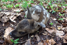 Lefilmezték a putnai Bambit, de figyelmeztettek: ne piszkáljuk az őzgidákat