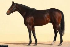 Ramzan Kadirov Csehországban ellopott lova „útban van a gazdájához”