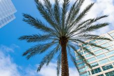 Közpénzből pálmafák Bukarestben – ideges a főpolgármester