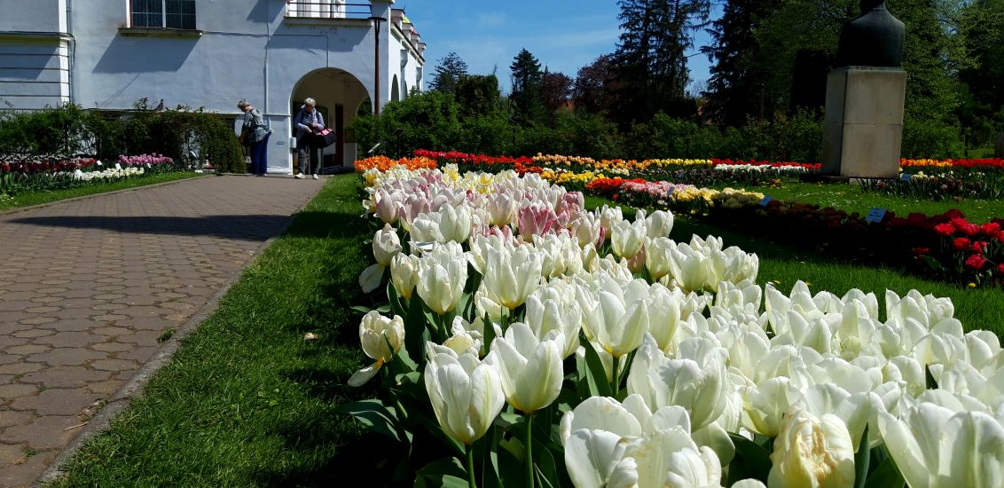 Ezernyi színben pompázik a kolozsvári botanikus kert