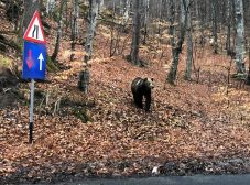 Medve bukkant fel hétfőn a Kolozs megyei Széken