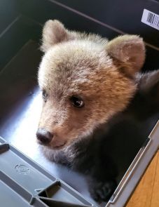 Magára hagyott medvebocsot mentettek a szentegyházi hegyimentők