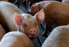 Sertéspestis ütötte fel a fejét egy Szatmár megyei farmon; tízezer állatot kell elpusztítani