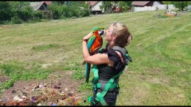 Fán rekedt, trágár papagájt mentettek: Carlos végigkáromkodta az akciót