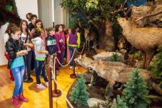 Tízéves a sepsiszentgyörgyi Vadászati Múzeum