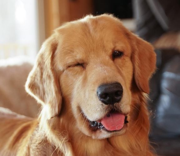 Évi egymillió dollárt keres a világ legsikeresebb kutyája, Tucker, a golden retriever