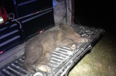 Medvegázolás sorozat: autóbalesetben pusztulnak a medvebocsok Háromszéken 