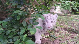 Fehér bengáli tigriskölyök érkezett a Marosvásárhelyi Állatkertbe