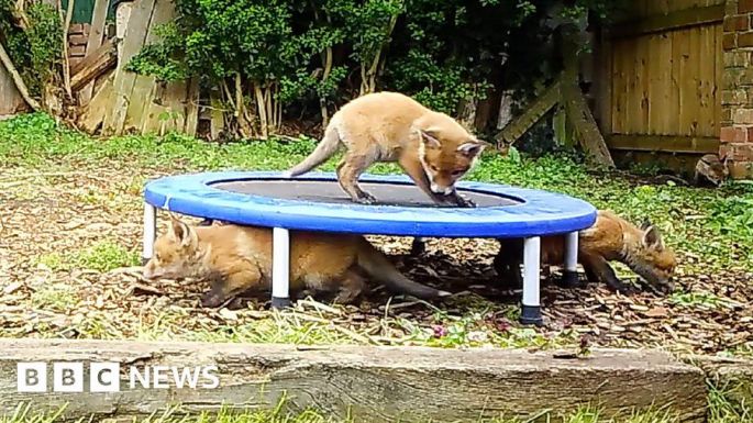 Trambulinon ugrándozó rókakölyköket vettek videóra