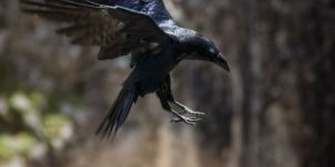 Június közepéig lehet számítani a lakott településeken varjútámadásokra