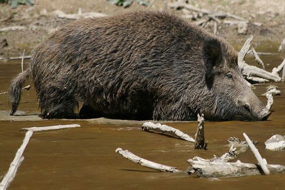 Afrikai sertéspestises volt egy Parajd közelében elejtett vaddisznó