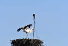 Levertek egy gólyafészket Csíkszentkirályon, feljelentés lesz belőle