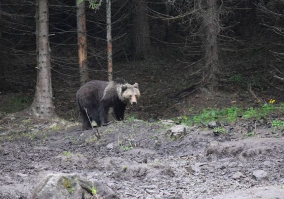 Bocsos medvével találkoztak a turisták a máramarosi hegyekben