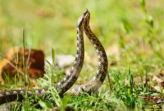 Megkezdődött a viperaszezon, a beszállítónál nincs marás elleni szérum