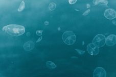 Ellepték a medúzák a konstancai turisztikai kikötőt