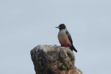 Politikailag korrekt nevet kapott egy sor amerikai madárfaj