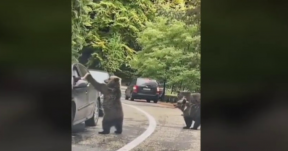 Veszélyes mutatvány: medvével pacsizott a sofőr