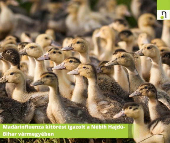 Madárinfluenza terjed Magyarországon a román határ közelében