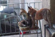 Különleges vendégek: két róka jár be egy intézmény teraszára üldögélni