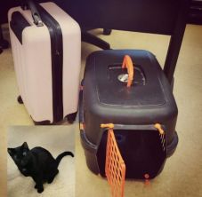 Egy fekete macska és egy bőrönd gazdáját keresi a rendőrség