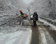Autóra zuhant egy fa Parajd közelében, egy ember megsérült