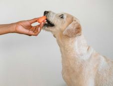 Egy cseh cég az EU-ban elsőként kapott engedélyt tenyészett hús előállítására