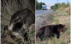 Háromszor annyi medvét ütöttek el idén, mint tavaly