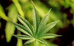 Egyre erősebb hatásúak a kannabisztermékek Európában