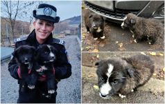 Kiskutyákat mentettek a székelyudvarhelyi rendőrök