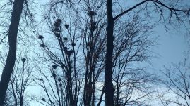 Lézerrel a varjak ellen