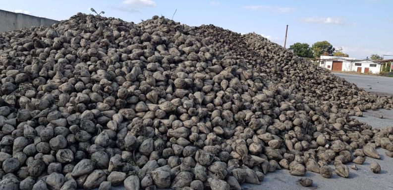 Szerződésszegéssel vádolja a cukorrépa-termesztőket a marosludasi cukorgyár