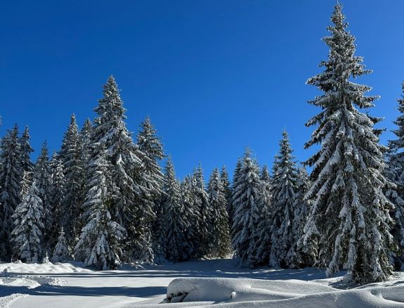 Potom pénzért árulja a karácsonyfát az állami erdészet