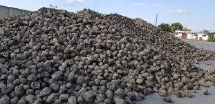 Szerződésszegéssel vádolja a cukorrépa-termesztőket a marosludasi cukorgyár