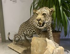 Egzotikus állatok a sepsiszentgyörgyi Vadászati Múzeumban