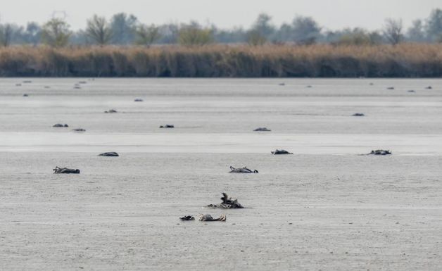 Borzalmas: tízezrével pusztította a Magyarország fölött átvonuló darvakat a madárinfluenza