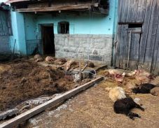 Idén több mint ezer állatot öltek meg a nagyvadak Háromszéken