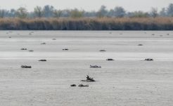 Borzalmas: tízezrével pusztította a Magyarország fölött átvonuló darvakat a madárinfluenza