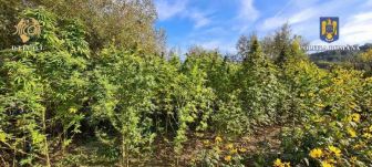 Vadkender-ültetvényt fedeztek fel Marosludason – 250 kilogramm növényt foglaltak le