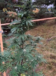 Újabb drogfogás Székelyföldön: sorra buknak le a marihuána-ültetvényesek