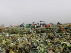 Hálát adtak a jó káposztatermésért a szépvízi gazdák