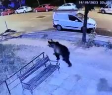 Medve sétált az egyik erdélyi megyeszékhely központjában