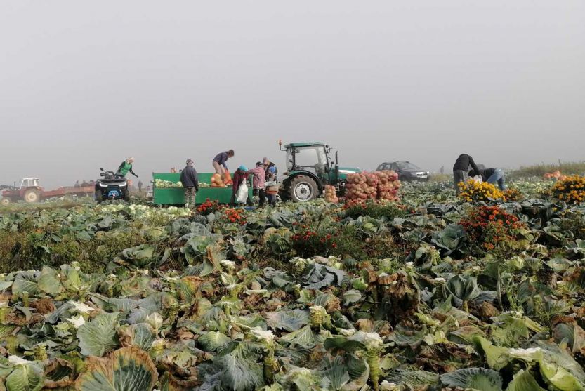 Szépvízi Káposztavágás és -vásár