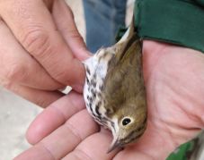 Extrém madárritkaság a Fekete-tenger partján