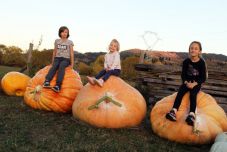 300 kilós tök termett egy gyergyói gazda tanyáján: az óriástök nyáron napi 2000 liter vizet is igényelt