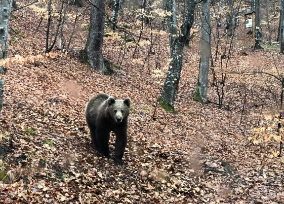 Újabb medvegázolás Kovászna megyében – Idén már 15 nagyvadat ütöttek el