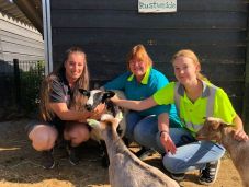 Juhot lopott az állatsimogatóból egy bedrogozott román sofőr