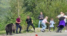 Közel vitték a gyerekeiket a medvéhez a Transzfogarasi úton, hatalmas ijedtség lett a vége