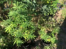 Rekord kannabisz-fogás: két tonna marihuánanövényt foglaltak le